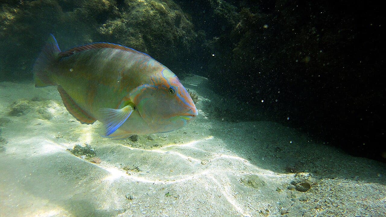 Maragogi